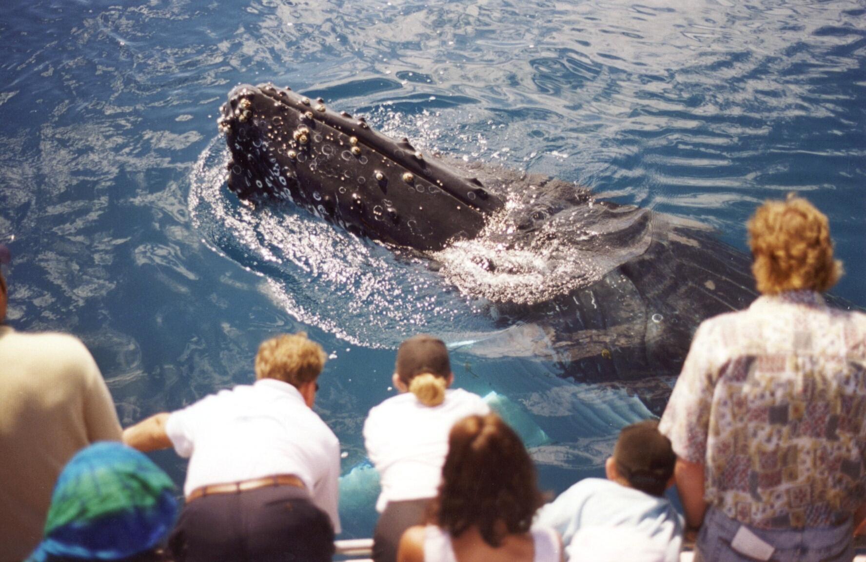 Whale alongside Boat